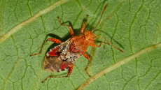 Hellbraune Glasflügelwanze_1.jpg